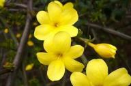 如何區(qū)分迎春花和連翹花？