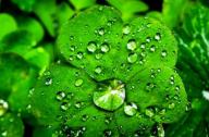 裝修后用植物吸收有害氣體能否達(dá)到預(yù)期效果？
