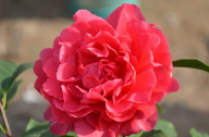 山茶花應(yīng)該怎么種植？