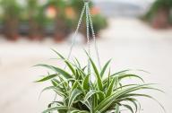 植物庫(kù)：金邊吊蘭