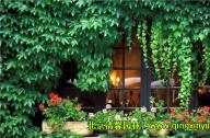 低成本植物景觀設(shè)計(jì)原則