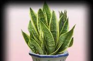 適合室內(nèi)的吸毒植物有哪些？