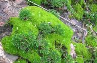 “石頭植物”的名稱是怎么得來(lái)的？
