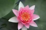 為什么千年古蓮能開(kāi)花？