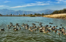 北京最大最美的濕地公園景觀(guān)：野鴨湖國(guó)家濕地公園