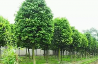 ?？诩爸苓叺貐^(qū)植物群落示例