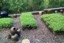 鄉(xiāng)村民宿景觀設計圖賞析