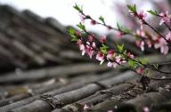 驅(qū)風(fēng)辟邪植物有哪些？