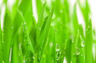 隔音植物有哪些？不易燃燒的植物有哪些？