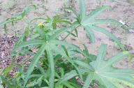 合軸叢生竹類植物有哪些？