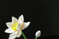 如何栽植碗蓮？