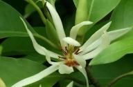 治療咳嗽的植物：白蘭花、丁香、藿香