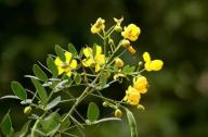 清肝明目，潤腸通便的植物：決明子、菊花