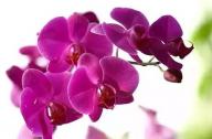 過年家里養(yǎng)什么植物風(fēng)水好？
