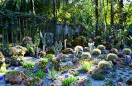 1月20日，中國(guó)科學(xué)院西雙版納熱帶植物園一年一度的多肉展如約而至