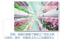 “植物工廠”到底有什么秘密？